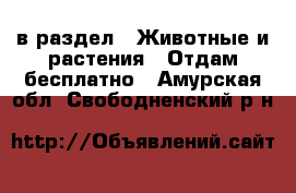  в раздел : Животные и растения » Отдам бесплатно . Амурская обл.,Свободненский р-н